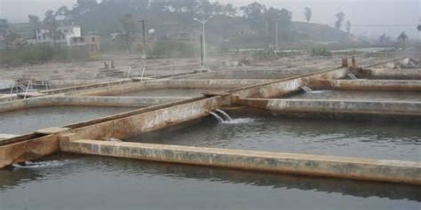 養魚池意思